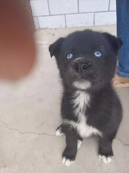老爸从集市上花100买了只狗，网友一看赚了，它眼睛竟然是蓝色的.... - 2