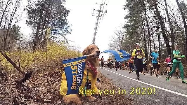 波士顿马拉松比赛中出现了一只最萌应援，不想跑了，想撸狗啊！ - 9