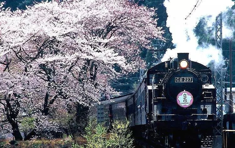 日本樱花季最强攻略，美景美食一览，再不看就没机会啦！ - 12