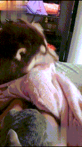阿拉斯加看见猫咪盖着毯子睡在主人腿上，“哼，本汪也要” - 2