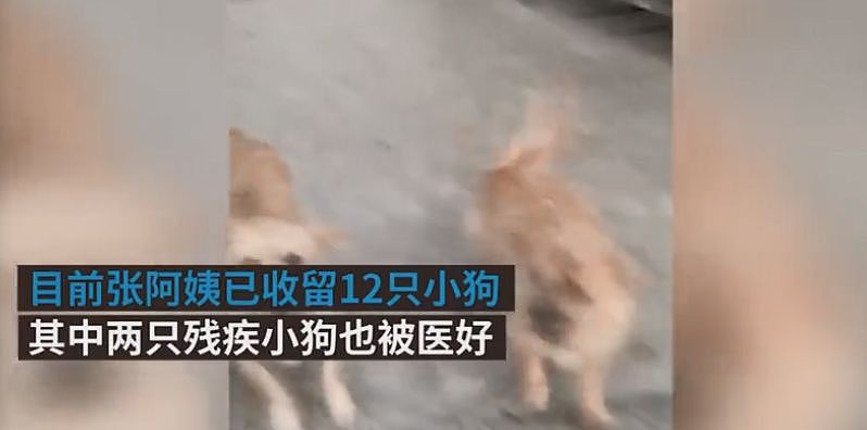 新闻热议！12只奶狗被丢在救助站，你认为遗弃宠物该被处罚吗？ - 6