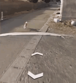 日本一只柴犬盯上了街景车，画风顿时变得超搞笑！ - 8