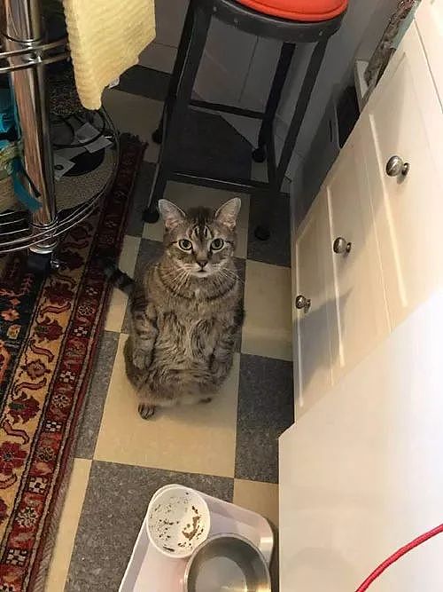 这只猫发现碗里的猫粮没了，竟然气成这样，让人好怕怕... - 2