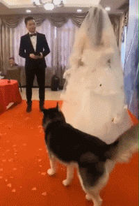 带狗参加婚礼的你后悔了没？ - 4