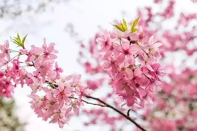 世界最大樱花园，竟就在中国福建！比日本大5倍，是阿里山的10倍美！ - 14