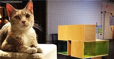 伍斯特艺术博物馆举办了一场“灵感来源于猫”的展览，里面的猫... - 9