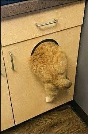 橘猫非要硬挤进厨房橱柜的一个洞里，结果连门都弹出来了！ - 3