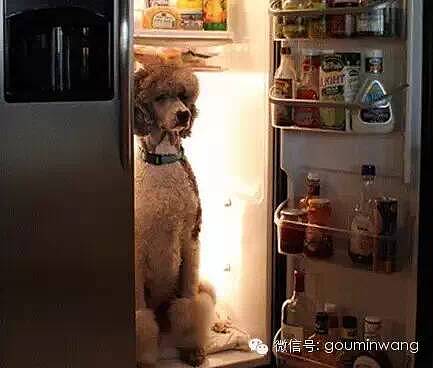 网友：这个夏天，我家狗子的命是冰箱给的.... - 6