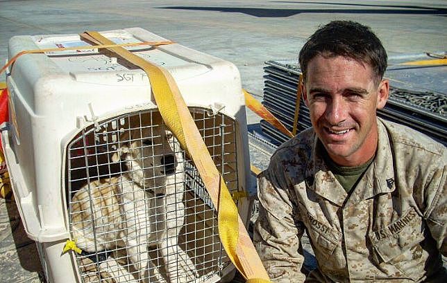 士兵从战场上救了1只流浪狗，后来才发现，救的原来是自己 - 7
