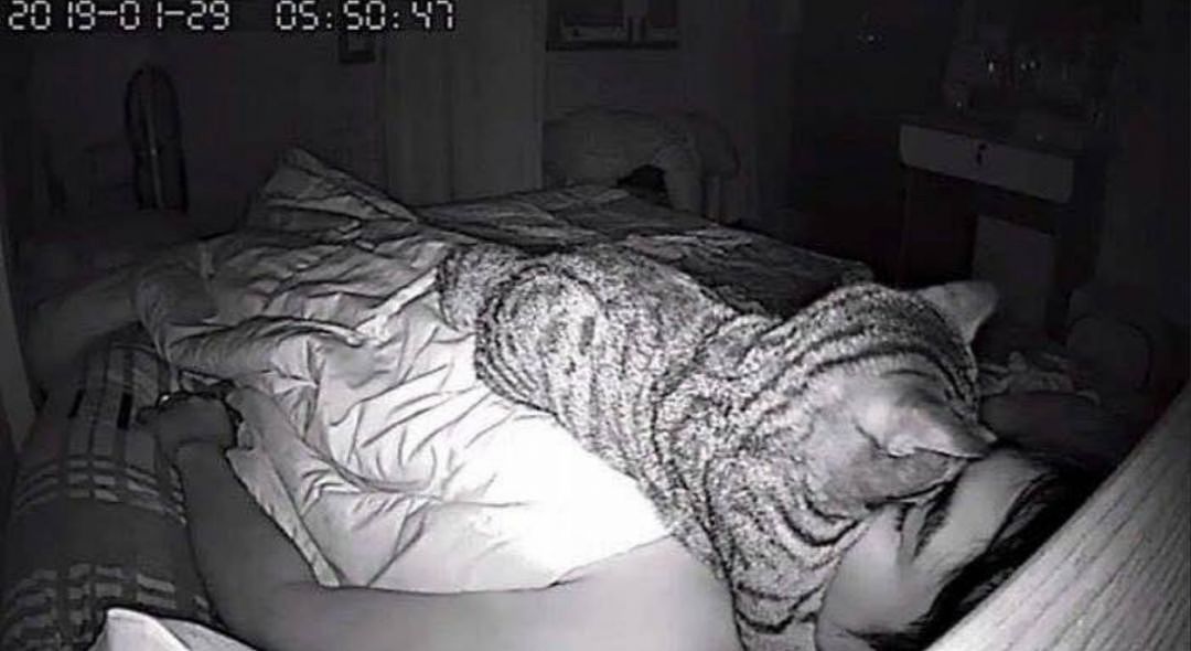铲屎官睡觉常常觉得呼吸困难，装了摄像头发现真相居然是…… - 4
