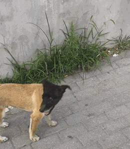 网友偶遇一只长相奇特的田园犬，让人见了第一眼就忘不了...... - 1