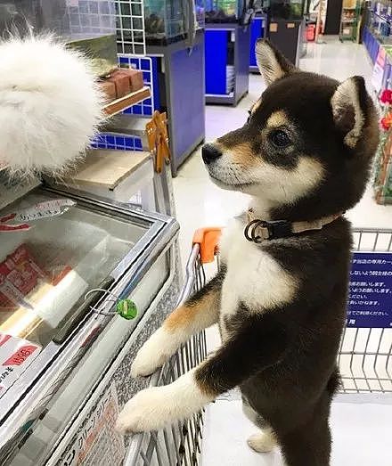 狗狗逛超市时，看到自己喜欢的东西，竟然兴奋的站了起来，太可爱了.... - 1