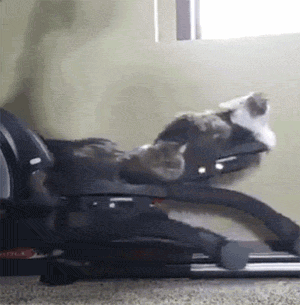网友买了一台滑步机，还没用就被家里两只猫盯上了，结果... - 3
