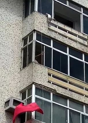 狗狗倒挂6楼，围观的人还在争论不已，幸好一个消防员出现... - 2