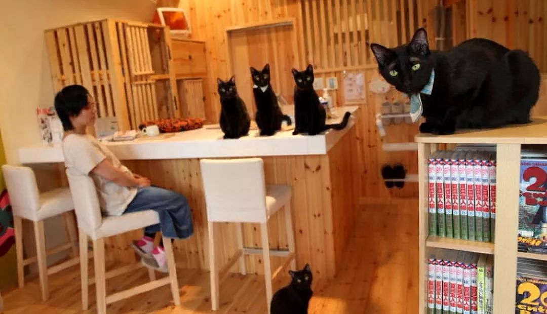这间咖啡厅只养黑猫，一走进去都不认不出谁是谁，黑猫控有福了！ - 1