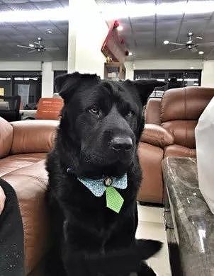 主人的家具店开业，收养的大黑狗送来一份超值“大礼” - 3