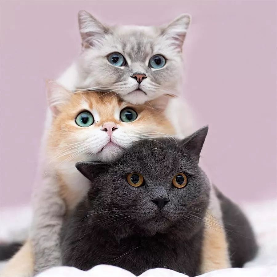这三只猫喜欢玩叠高高，从不考虑过下面那只的感受，笑屎！ - 15