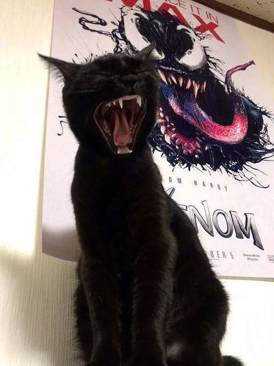 主人趁黑猫打哈欠时跟毒液海报一起合影，就是后面的表情太搞笑了！ - 1