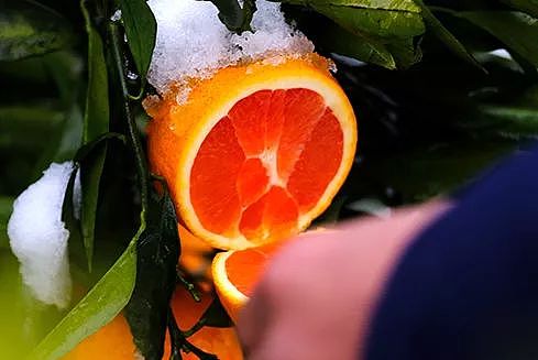 难得一遇的血橙，冰雪洗礼后更润甜，口口爆汁 - 4