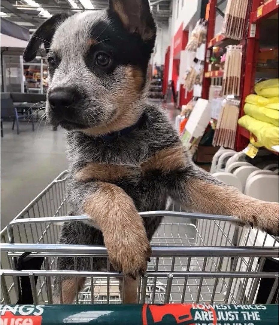 第一次带狗逛超市，你确定自己带的钱够花吗？ - 6