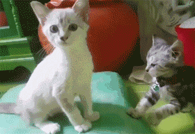 主人用慢镜头录下两小猫打架，当小只的开始反击时，瞬间萌化... - 3