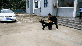 美国警犬公务员舍身勇救中国国宝，原因竟是…… - 2