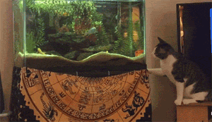 这猫在鱼缸前研究怎么抓鱼，研究了一会儿，最后终于放招，只是... - 3