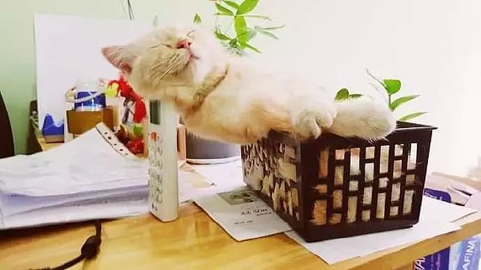 这只猫非常喜欢躺在这个小篮子里睡觉，主人怕它睡得不好，于是... - 1