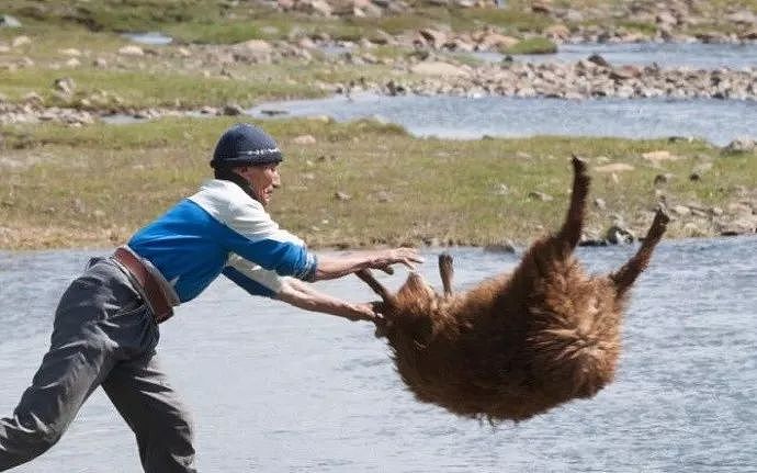 蒙古式洗羊，羊是崩溃的 - 1