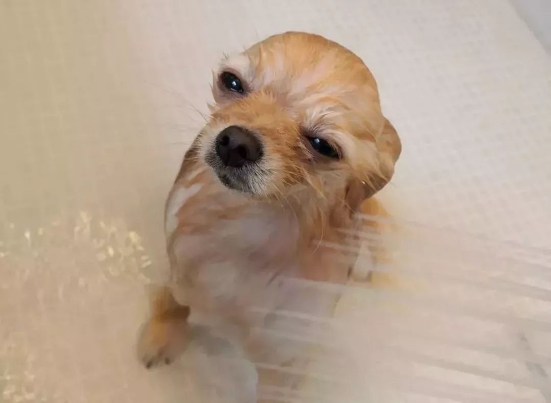看一只狗洗澡的样子，竟然给看饿了！ - 2