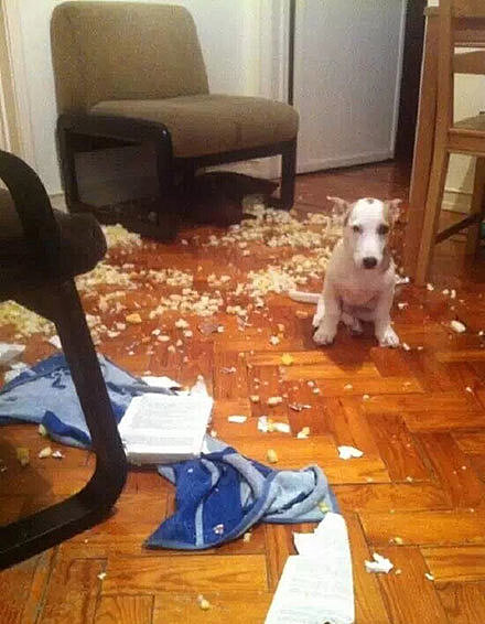 网友下班，发现狗子自己在家做了“爆米花”... - 2