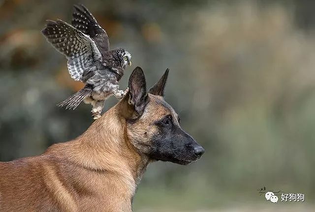 没想到马犬才是汪界交际花，现在竟和猫头鹰私混到一块了！ - 10