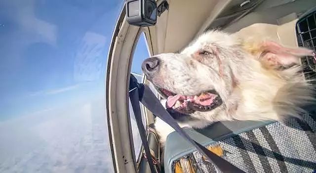 流浪狗第一次坐飞机，开心地从飞机后部挤到了副驾的位置 - 5