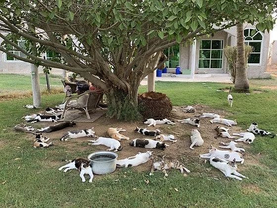推主晒出自家一群猫在树底下一起乘凉的图，让人看了好酸！ - 2