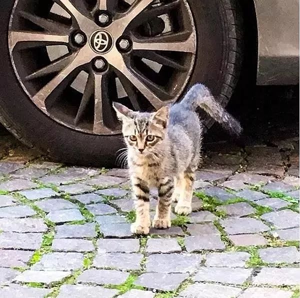 带狗散步遇流浪猫拦路打劫，可狗砸却很兴奋：这是爱上了？ - 2