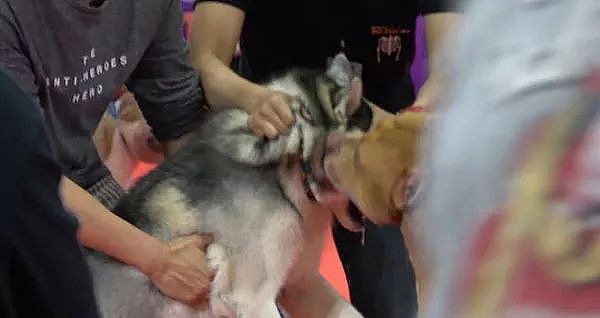 泰国宠物狗表演大会上，斗牛犬突然袭击了身边的二哈... - 3
