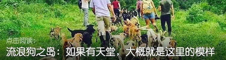 香港“犬之岛”——专门遗弃狗狗的5座孤岛，如今变成这样了…… - 1