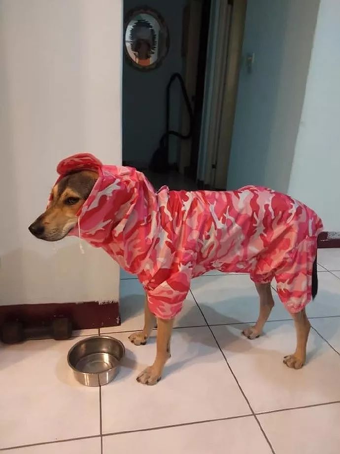 给狗买雨衣发错了款式，结果越看越熟悉，还有点饿了... - 1