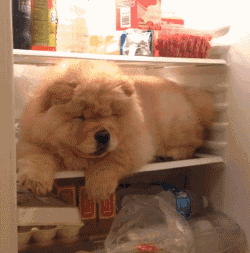 天太热了，有的狗狗钻冰箱，有的狗狗连水都没有…… - 11