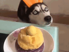 狗狗看到蛋糕的高兴样，你还觉得买蛋糕这事多余吗？ - 6