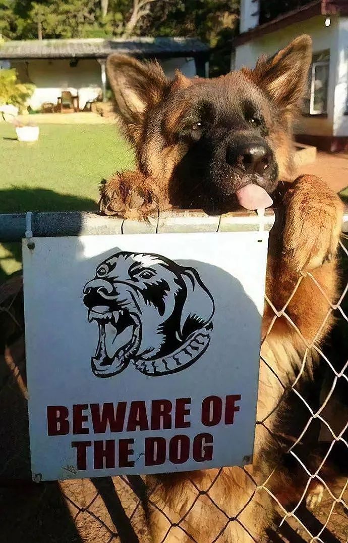 这些“小心恶犬”警告，竟都是骗人的！ - 9