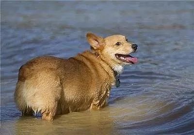 美国4只宠物狗在湖里游泳之后，相继死亡！ - 3