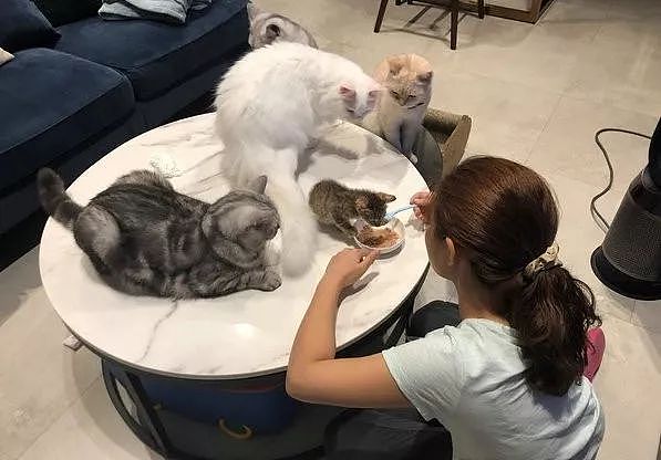 网友新养了只小猫，每次吃饭时，大猫们就围在旁边监督​，笑翻！ - 3