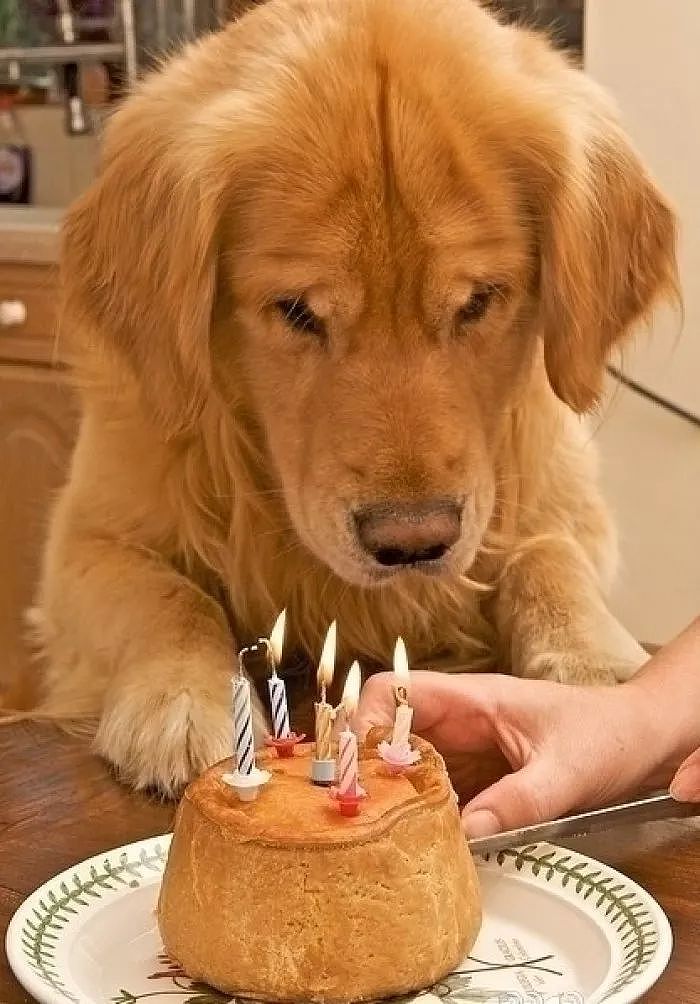 当狗狗收到生日蛋糕，脸上的表情绝了…… - 7