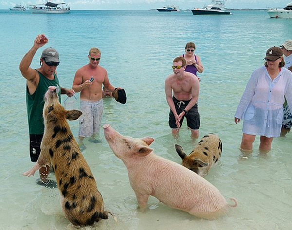 巴哈马有一个猪岛，上面有一群被水手遗弃的猪，是当年没来得及吃完的…… - 7