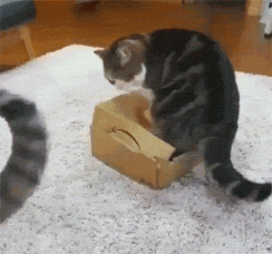 猫在纸盒里睡觉，另一只猫走过来直接压了上去，好霸道啊！ - 3