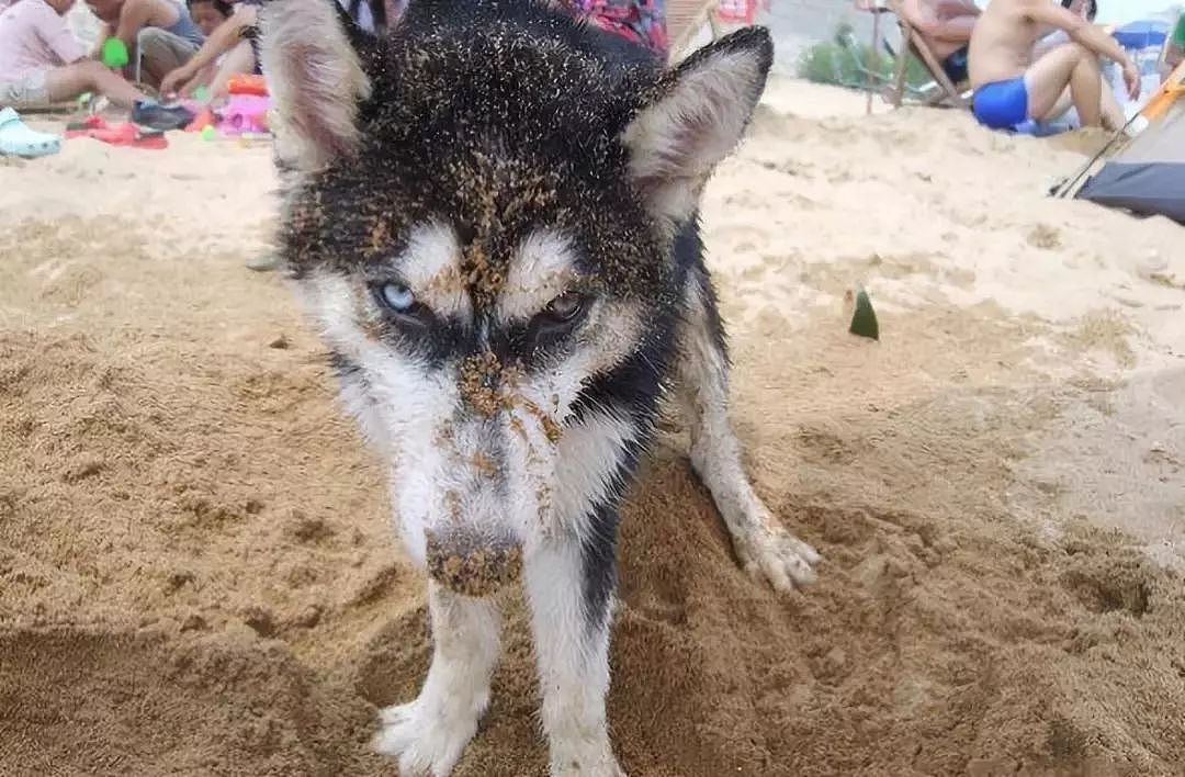 主人把狗狗骗去海滩，然后一言不合就埋了…… - 11