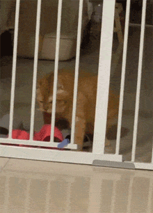 这只橘猫想越狱，尝试了半天，还是被自己的体型打败了！ - 2