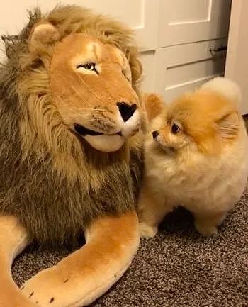 主人买了只狮子玩偶给小博美，以为它会很害怕，没想到..... - 1