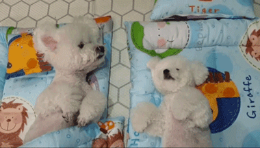 韩国狗狗幼儿园课程表曝光，原来它们上学不止打闹和睡觉！ - 13